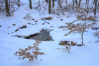 Ilsenburg, Saxony-Anhalt, Germany, Snowy winter landscape with young river Ilse in the Harz