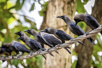 Several crows sitting on a branch between green trees, the atmosphere is lively and natural, The