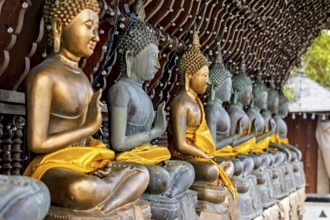 Row of Buddha statues, all with yellow robes, along a wooden temple corridor, the Seema Malaka