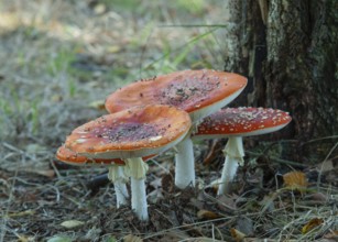 Vivid red fly agaric (Amanita muscaria) with white dots growing on a tree stump in the forest,