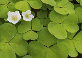 Dense arrangement of green clover leaves Wood sorrel (Oxalis acetosella) with small white flowers