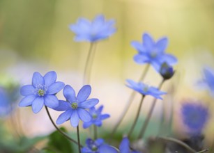 Close-up view of delicate blue liverworts (Hepatica nobilis) shining in the spring light,