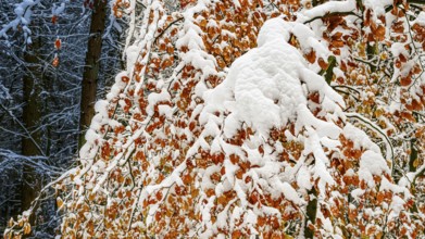 Hankenberge, Hilter am Teutoburger Wald, Lower Saxony, Germany, Snow-covered trees European beech