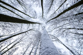 Hilter am Teutoburger Wald, Lower Saxony, Germany, Snowy treetops from a frog's eye view with a