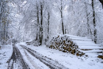 Hilter am Teutoburger Wald, Lower Saxony, Germany, Snowy path with stacked logs in a quiet winter