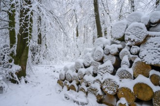 Hilter am Teutoburg Forest, Lower Saxony, Germany, snowy woodpile and trees in a wintery forest