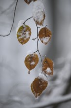 Snow-covered brown beech leaves (Fagus syvatica) on a branch in a wintry environment, Teutoburg