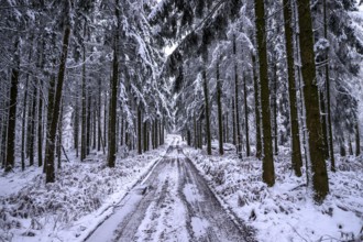 Hankenberge, Hilter am Teutoburger Wald, Lower Saxony, Germany, snowy forest trail surrounded by
