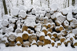 Hilter am Teutoburg Forest, Lower Saxony, Germany, Snow-covered pile of wood in the forest during