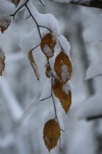 Hankenberge, Hilter am Teutoburger Wald, Lower Saxony, Germany, Snow-covered branches of a copper