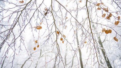 Snow-covered branches with few remaining leaves of a copper beech (Fagus sylvatica) in a bright