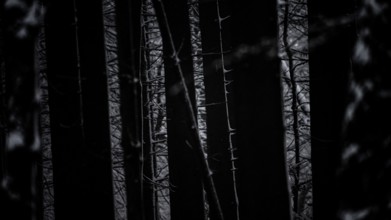 Dark forest forest with silhouettes of conifers and a mysterious light show, Teutoburg Forest,