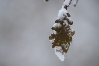 An oak leaf (Quercus robur) covered with snow in a quiet winter landscape, Teutoburg Forest, Lower