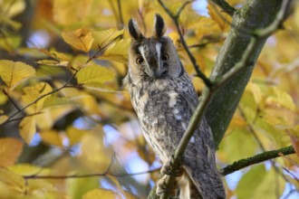 A long-eared owl (Asio otus) sits attentively on a branch with erect feather ears amidst the yellow