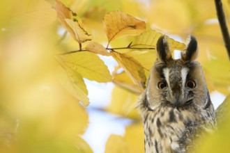 A long-eared owl (Asio otus) sits attentively on a branch amidst the yellow autumn leaves of a