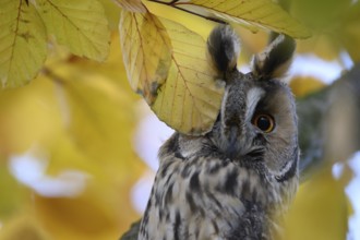 A long-eared owl (Asio otus) sits attentively on a branch with its feathered ears erect amidst the