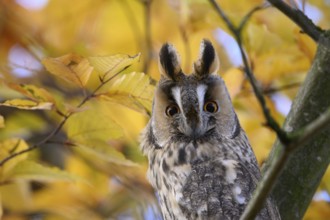 A long-eared owl (Asio otus) sits attentively on a branch amidst the yellow autumn leaves of a