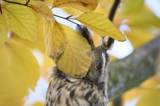A long-eared owl (Asio otus) sitting attentively on a branch amidst the yellow autumn leaves of a