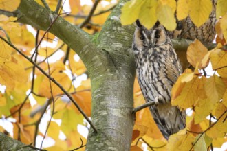 A long-eared owl (Asio otus) sits attentively on a branch with erect feather ears in the midst of