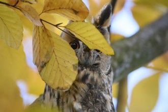 A long-eared owl (Asio otus) sits attentively on a branch amidst the yellow autumn leaves of a