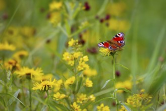 Peacock butterfly (Inachis Io) on a yellow flower in a flower meadow, Upper Bavaria, Germany