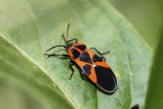 Ground bug (Tropidothorax leucopterus), Upper Bavaria, Germany
