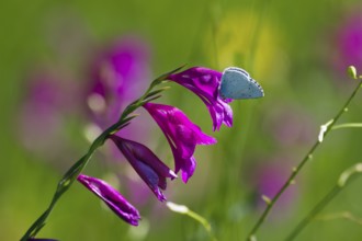Swamp gladiolus (Gladiolus palustris) with pale blue (Celastrina argiolus), Upper Bavaria, Germany