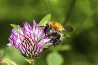 Field bumblebee (Bombus pascuorum), on clover (Trifolium sp.), Upper Bavaria, Germany
