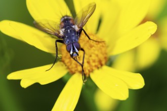 Caterpillar fly, (Eriothrix rufomaculatus), on yellow flower, Upper Bavaria, Germany