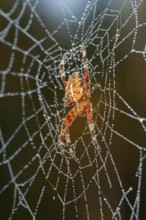 Cross spider in web, (Araneus sp.), dewdrop, autumn, Indian summer, Upper Bavaria, Germany