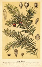 The yew (Taxus), English yew (Taxus baccata) male and female flowering branch, fruiting branch,
