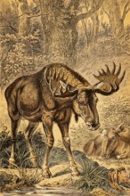 Male and female moose (Alces alces) or elk, Nordic countries, forest, water, antlers or shovel,