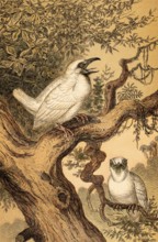 Male Cotinga (Procnias albus), white coloured, plumage, feather, eye, side view, frontal, tree,