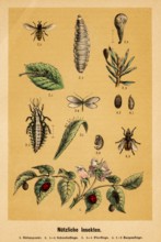 Useful insects, seven-spot, hoverflies (Syrphidae), standing flies, buzz flies, lacewing