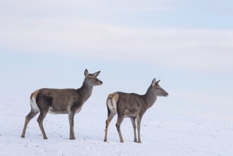 Two female red deer (Cervus elaphus) stand on a snow-covered meadow on a cold day. In the