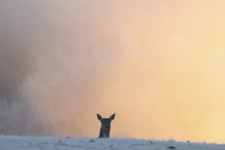 A female red deer (Cervus elaphus) stands behind a hill on a snow-covered meadow at sunrise and
