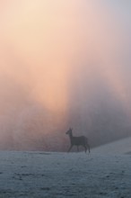A female red deer (Cervus elaphus) stands on a snow-covered meadow at sunrise, with dense, colorful