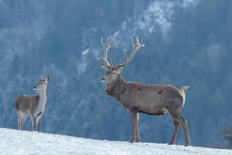 A red deer stag (Cervus elaphus) runs across a snow-covered meadow on a cold day. A female red deer