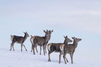 Five female red deer (Cervus elaphus) stand on a snow-covered meadow on a cold day. In the