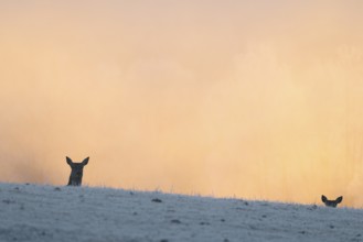 Two female red deer (Cervus elaphus) stand behind a hill on a snow-covered meadow at sunrise and