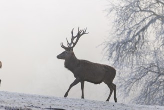 A red deer stag (Cervus elaphus) walks across a snow-covered meadow on a foggy day. In the
