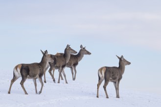 Four female red deer (Cervus elaphus) stand on a snow-covered meadow on a cold day. In the