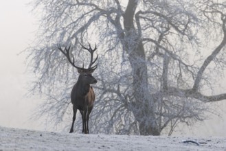 A red deer stag (Cervus elaphus) stands on a snow-covered meadow on a foggy day. In the background