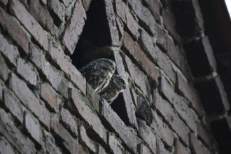 Two young little owls (Athene noctua) peering curiously from behind a wall and observing their