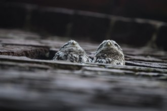 Two young little owls (Athene noctua) peering attentively out of an opening in a wall,