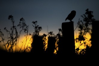 The silhouette of a stonecrop (Athene noctua) sitting on a willow pole in front of a dramatic