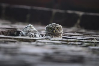 A little owl (Athene noctua) peers intently out of an opening in a wall, while another is partially