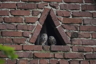Two young little owls (Athene noctua) sitting in a triangular window of a brick wall and looking