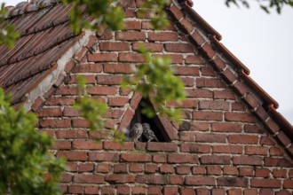 A little owl (Athene noctua) sits in the triangular window of an old brick building wall,