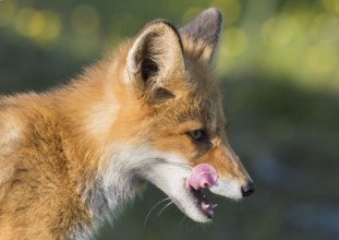 Close-up of a fox (Vulpes vulpes) licking its muzzle with its tongue, Norway